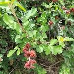 Rhus trilobata Fruit