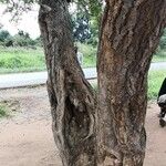 Albizia anthelmintica خشب