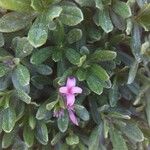 Daphne cneorum 花