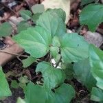 Scutellaria purpurascens Leaf