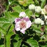 Rubus ulmifolius Blüte