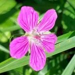 Geranium palustre花