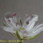 Minuartia setacea Flor