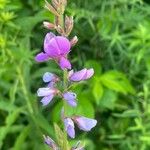 Desmodium canadense Blüte