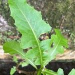 Sonchus fruticosus Hoja