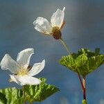 Rubus chamaemorus Bloem