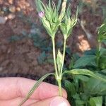 Silene muscipula Leaf