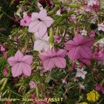 Nicotiana alata മറ്റ്
