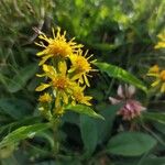 Solidago virgaureaപുഷ്പം