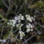 Ptychotis saxifragaBlomst