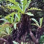 Sonchus canariensis Blatt