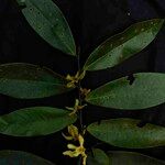 Guatteria blepharophylla 花