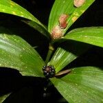 Mapania assimilis Leaf