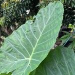 Colocasia gigantea Leaf