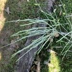 Retama monosperma Leaf