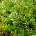 Sedum albumYaprak