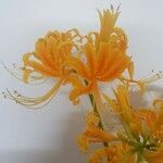 Lycoris aurea Flor