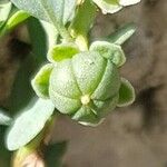 Andrachne telephioides Fruit