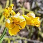 Senna crassiramea Flor