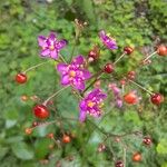 Talinum paniculatum Çiçek