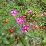 Talinum paniculatum Flor