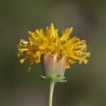 Thelesperma megapotamicum Flower