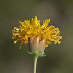 Thelesperma megapotamicum Lorea