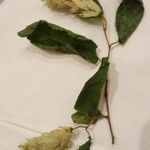 Ostrya carpinifolia Fleur