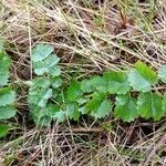 Sanguisorba minor Ліст