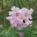 × Chitalpa tashkentensis Flors