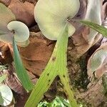 Platycerium alcicorne 葉