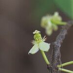 Garcinia robsoniana Flower