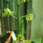 Eulophia pulchra Flower