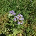 Phacelia congesta موطن