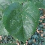 Tilia mandshurica Hoja