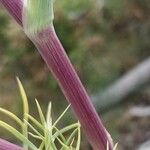 Seseli gummiferum 樹皮