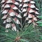 Pinus strobus Frucht