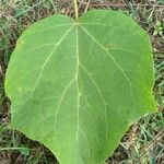 Catalpa bignonioides Leaf