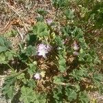 Malva neglecta Flower