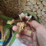 Paphiopedilum insigne Blüte