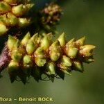 Myrica gale Fruit