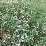 Coronilla varia Hábito