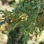 Juniperus thurifera 果