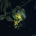 Tilesia baccata Flors