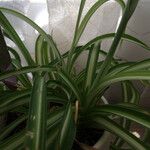 Chlorophytum capenseList