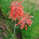 Aloe amudatensis Flower