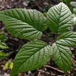 Rubus allegheniensis पत्ता