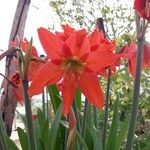 Hippeastrum puniceum Květ