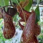 Nepenthes mirabilisList