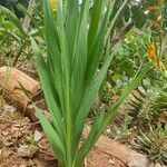 Gladiolus dalenii Blad